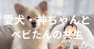 愛犬とベビたんの共生